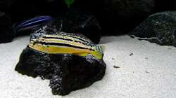 Besatz im Aquarium Bilskirnir