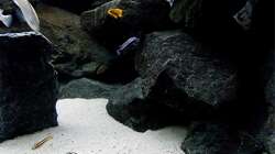 Dekoration im Aquarium Bilskirnir