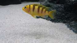 Besatz im Aquarium Bilskirnir