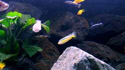 Pflanzen im Aquarium Bilskirnir