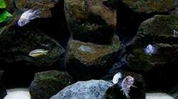 Pflanzen im Aquarium Bilskirnir