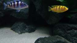 Besatz im Aquarium Bilskirnir