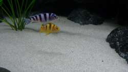 Besatz im Aquarium Bilskirnir