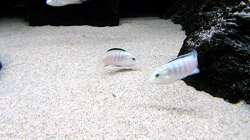 Besatz im Aquarium Bilskirnir