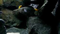 Pflanzen im Aquarium Bilskirnir