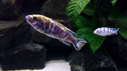 Besatz im Aquarium Bilskirnir