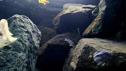 Dekoration im Aquarium Bilskirnir