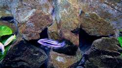 Dekoration im Aquarium Bilskirnir