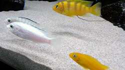 Besatz im Aquarium Bilskirnir