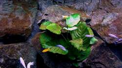 Dekoration im Aquarium Bilskirnir