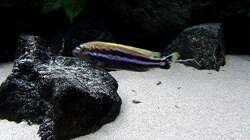 Besatz im Aquarium Bilskirnir