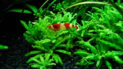Caridina cf. catonensis ´Crystal Red´ (Weibchen)