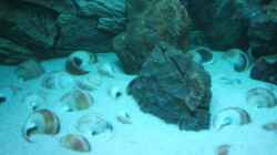 Dekoration im Aquarium Becken 6354