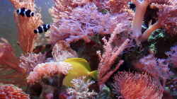 Aquarium Becken 6362