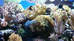 Dekoration im Aquarium Becken 6379