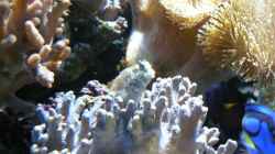 Besatz im Aquarium Becken 6379