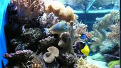 Dekoration im Aquarium Becken 6379