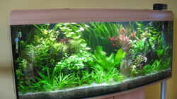 Dekoration im Aquarium Becken 6415