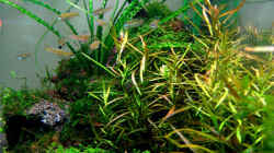 Pflanzen im Aquarium Becken 6424