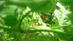 Mikrogeophagus ramirezi Männchen beim Bewachen der Eier auf dem Landteil (Wasserstand