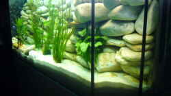 Pflanzen im Aquarium Becken 6445
