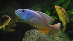 Aristochromis christyi m.