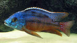 Placidochromis taeniolatus m.