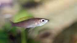 ein Weibchen der kleinen Cyprichromis leptosoma