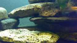 Dekoration im Aquarium Becken 6505