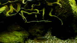 Aquarium Becken 655