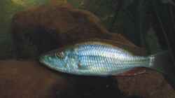 Dimidiochromis compressiceps Bock