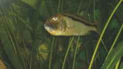 Aristochromis christy  Weib mit Vollem Maul