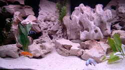 Dekoration im Aquarium Becken 660