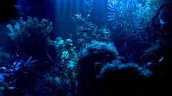 Aquarium Becken 6659