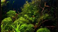 Pflanzen im Aquarium Becken 6659