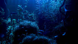 Aquarium Becken 6659