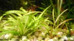 Pflanzen im Aquarium Becken 6676