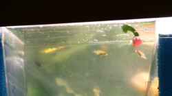 nur noch 1 Labidochromis caeruleus Baby, die anderen sind leider gestorben