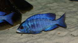 Placidochromis phenochilus Mdoka WFNZ Weibchen 06.12.2013