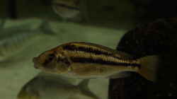 Cheilochromis euchilus WF Weibchen 08.12.2013