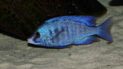 Placidochromis phenochilus Mdoka WFNZ Weibchen 06.12.2013