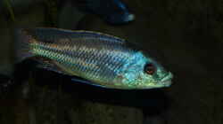 Cheilochromis euchilus WF Männchen 06.12.2013