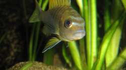 Besatz im Aquarium Das Malawibecken