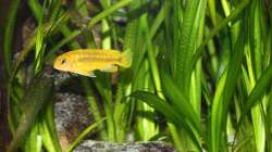 Besatz im Aquarium Das Malawibecken