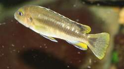 Besatz im Aquarium Das Malawibecken