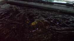 Hier sieht man schön, daß einige Steine sogar aus dem Wasser ragen und wie groß