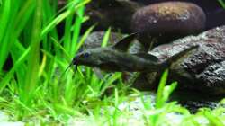 Besatz im Aquarium Das Malawibecken