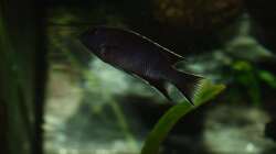 Besatz im Aquarium Das Malawibecken