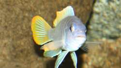 Besatz im Aquarium Das Malawibecken