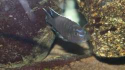 Besatz im Aquarium Das Malawibecken